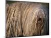 Puli / Hungarian Water Dog Portrait-Adriano Bacchella-Mounted Premium Photographic Print