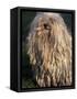Puli / Hungarian Water Dog Portrait-Adriano Bacchella-Framed Stretched Canvas