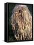 Puli / Hungarian Water Dog Portrait-Adriano Bacchella-Framed Stretched Canvas