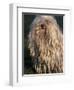 Puli / Hungarian Water Dog Portrait-Adriano Bacchella-Framed Premium Photographic Print