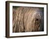 Puli / Hungarian Water Dog Portrait-Adriano Bacchella-Framed Photographic Print