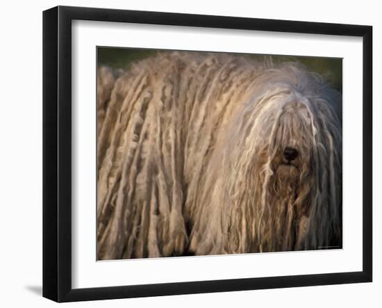 Puli / Hungarian Water Dog Portrait-Adriano Bacchella-Framed Photographic Print