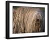 Puli / Hungarian Water Dog Portrait-Adriano Bacchella-Framed Photographic Print