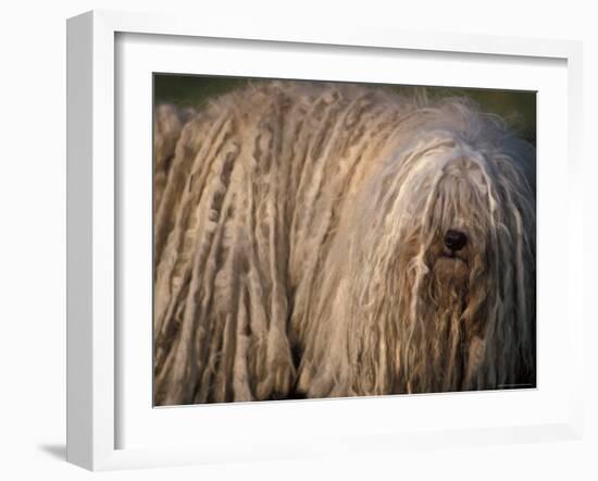 Puli / Hungarian Water Dog Portrait-Adriano Bacchella-Framed Photographic Print