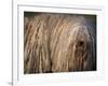 Puli / Hungarian Water Dog Portrait-Adriano Bacchella-Framed Photographic Print