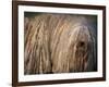 Puli / Hungarian Water Dog Portrait-Adriano Bacchella-Framed Photographic Print