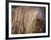 Puli / Hungarian Water Dog Portrait-Adriano Bacchella-Framed Photographic Print