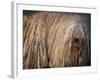 Puli / Hungarian Water Dog Portrait-Adriano Bacchella-Framed Photographic Print