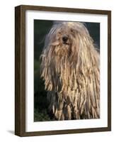 Puli / Hungarian Water Dog Portrait-Adriano Bacchella-Framed Photographic Print