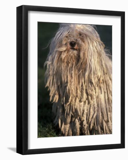 Puli / Hungarian Water Dog Portrait-Adriano Bacchella-Framed Photographic Print