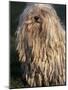 Puli / Hungarian Water Dog Portrait-Adriano Bacchella-Mounted Photographic Print