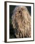 Puli / Hungarian Water Dog Portrait-Adriano Bacchella-Framed Photographic Print