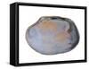 Pullet Carpet Shell Shell Inside, Belgium-Philippe Clement-Framed Stretched Canvas