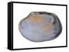 Pullet Carpet Shell Shell Inside, Belgium-Philippe Clement-Framed Stretched Canvas
