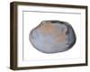 Pullet Carpet Shell Shell Inside, Belgium-Philippe Clement-Framed Photographic Print