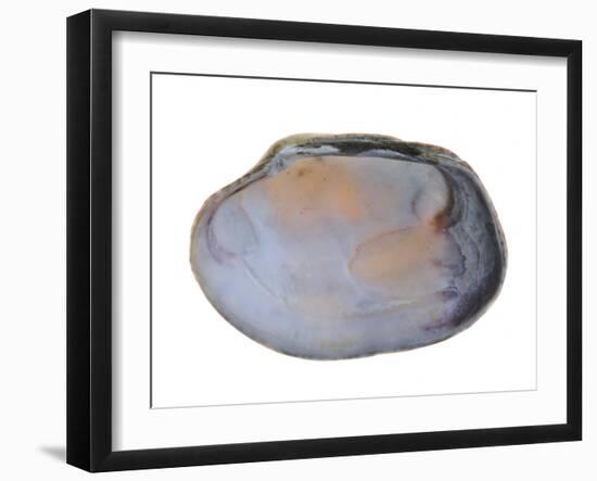 Pullet Carpet Shell Shell Inside, Belgium-Philippe Clement-Framed Photographic Print