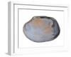 Pullet Carpet Shell Shell Inside, Belgium-Philippe Clement-Framed Photographic Print