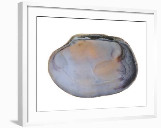 Pullet Carpet Shell Shell Inside, Belgium-Philippe Clement-Framed Photographic Print