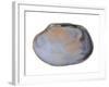 Pullet Carpet Shell Shell Inside, Belgium-Philippe Clement-Framed Photographic Print