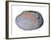 Pullet Carpet Shell Shell Inside, Belgium-Philippe Clement-Framed Photographic Print