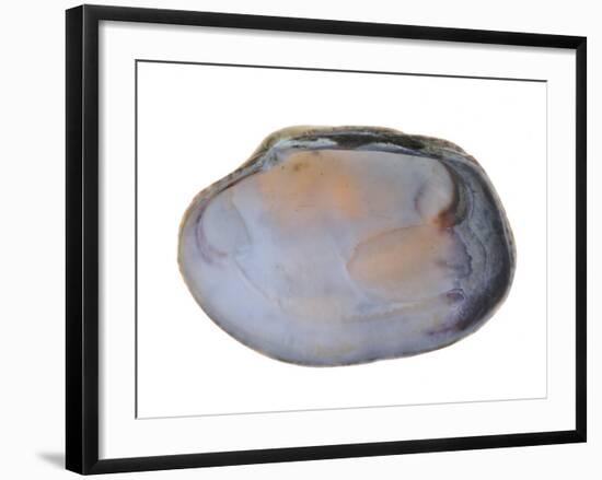 Pullet Carpet Shell Shell Inside, Belgium-Philippe Clement-Framed Photographic Print