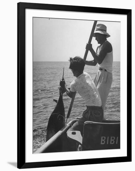 Pulling Quickly, the Beaten Fish Is Taken Aboard the Boat by Gloved Crew Member-null-Framed Photographic Print