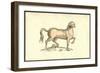 Pullus Equinus Humana Facie-Ulisse Aldrovandi-Framed Art Print