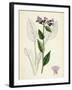 Pulmonaria Officinalis Common Lungwort-null-Framed Giclee Print