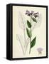 Pulmonaria Officinalis Common Lungwort-null-Framed Stretched Canvas