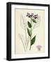 Pulmonaria Officinalis Common Lungwort-null-Framed Giclee Print