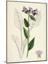 Pulmonaria Officinalis Common Lungwort-null-Mounted Giclee Print