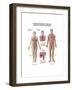 Pulmonary Embolism, Pathway of Embolus to the Heart and Lungs-null-Framed Art Print