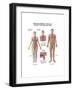 Pulmonary Embolism, Pathway of Embolus to the Heart and Lungs-null-Framed Art Print