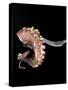 Pulpo Guisado, Food from the Canary Islands, Spain, Europe-Tondini Nico-Stretched Canvas