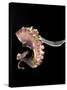 Pulpo Guisado, Food from the Canary Islands, Spain, Europe-Tondini Nico-Stretched Canvas