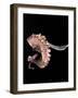 Pulpo Guisado, Food from the Canary Islands, Spain, Europe-Tondini Nico-Framed Photographic Print