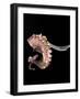 Pulpo Guisado, Food from the Canary Islands, Spain, Europe-Tondini Nico-Framed Photographic Print