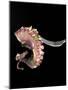 Pulpo Guisado, Food from the Canary Islands, Spain, Europe-Tondini Nico-Mounted Photographic Print