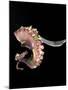 Pulpo Guisado, Food from the Canary Islands, Spain, Europe-Tondini Nico-Mounted Photographic Print