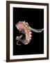 Pulpo Guisado, Food from the Canary Islands, Spain, Europe-Tondini Nico-Framed Photographic Print