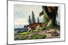 Puma, 1860-null-Mounted Giclee Print