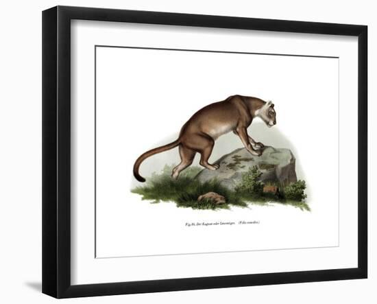 Puma, 1860-null-Framed Giclee Print