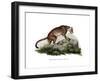 Puma, 1860-null-Framed Giclee Print