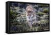 Puma, Chile-Art Wolfe Wolfe-Framed Stretched Canvas