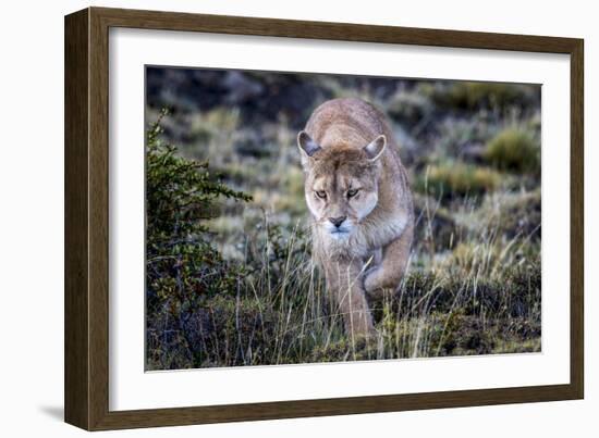 Puma, Chile-Art Wolfe Wolfe-Framed Photographic Print