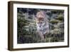 Puma, Chile-Art Wolfe Wolfe-Framed Photographic Print