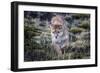 Puma, Chile-Art Wolfe Wolfe-Framed Photographic Print