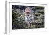 Puma, Chile-Art Wolfe Wolfe-Framed Photographic Print