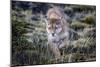 Puma, Chile-Art Wolfe Wolfe-Mounted Photographic Print