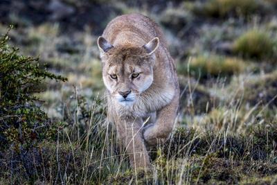 Puma, Chile' Photographic Print - Art Wolfe Wolfe | AllPosters.com